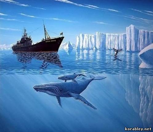 27 стран обсудят китобойный промысел