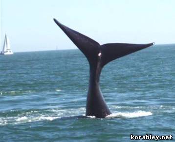 Трое мужчин чудом выжили после того, как их четырнадцатиметровый парусник затопил кит